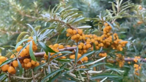 Sea buckthorn fruit Stock Footage 322563424