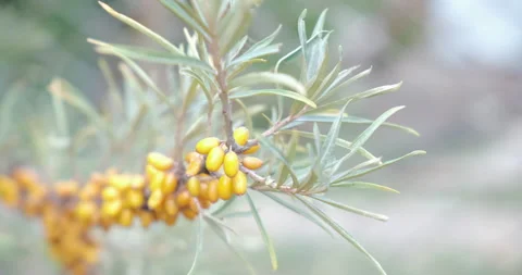 Sea buckthorn growing on a tree. Stock Footage 141780972