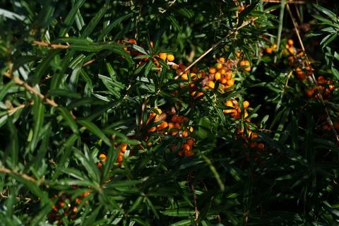 Sea buckthorn grows on the branches. 库存照片