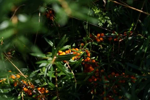 Sea buckthorn grows on the branches. 写真素材