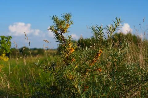 Sea buckthorn grows on the branches. Stockfoto's