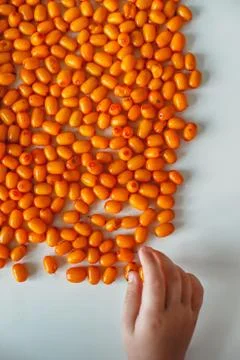 Sea buckthorn. Hand child picks berries on a white background Stock Photos