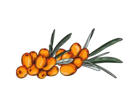 Sea buckthorn, hand drawn vector illustration. Isolated on white background. Stock Illustration