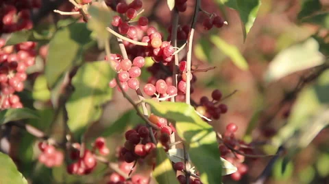 Sea buckthorn plentiful yield Stock Footage 45621285