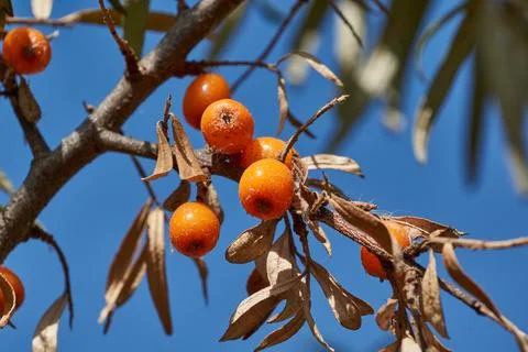 Sea buckthorn ripened on the garden plot. Stock Photos