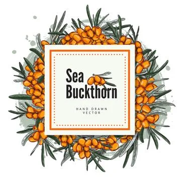 Sea buckthorn square template, vector background, sketch style illustrations. Stock Illustration