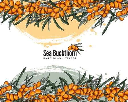 Sea buckthorn template, vector background, sketch style illustrations. Stock Illustration
