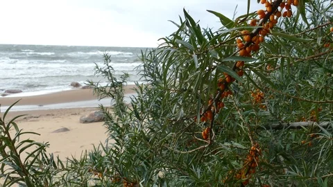 Sea buckthorn twigs with berries Stock-Footage 116828362