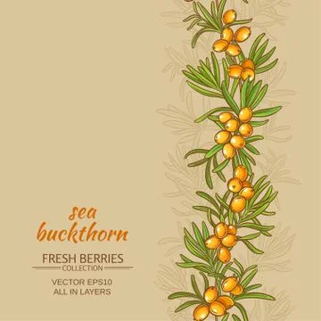 Sea buckthorn vector background Stock Illustration