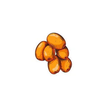 Sea buckthorn vector hand drawn illustration, fresh orange berries bunch, summer Stock Illustration