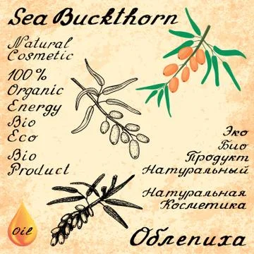 Sea buckthorn. Vector set of 3 drawing and text Stock Illustration