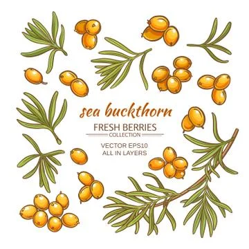 Sea buckthorn vector set Stock Illustration