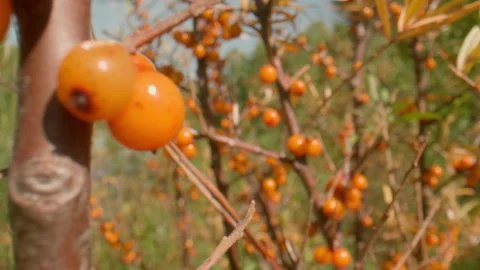 Sea buckthorn in the wind Stock Footage 167373428