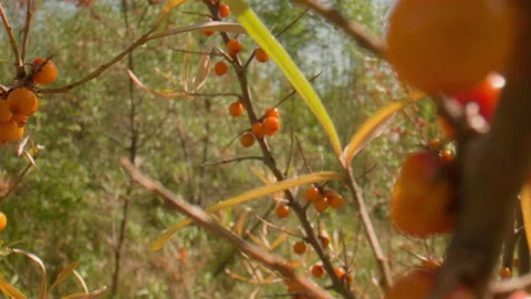 Sea buckthorn in the wind Stock Footage 167484417