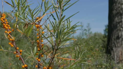 Sea buckthorn in the wind Stock Footage 167622294