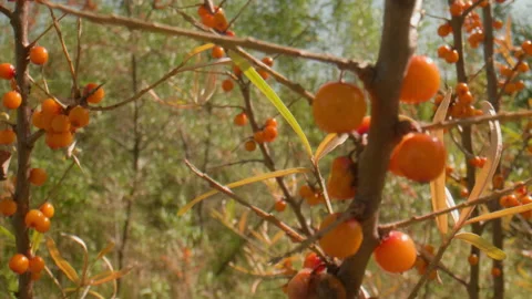 Sea buckthorn in the wind Stock Footage 167622394