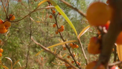 Sea buckthorn in the wind Stock Footage 168160000