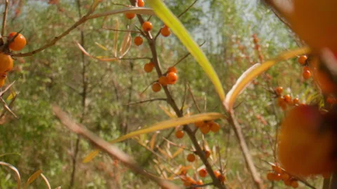 Sea buckthorn in the wind Stock Footage 168445018
