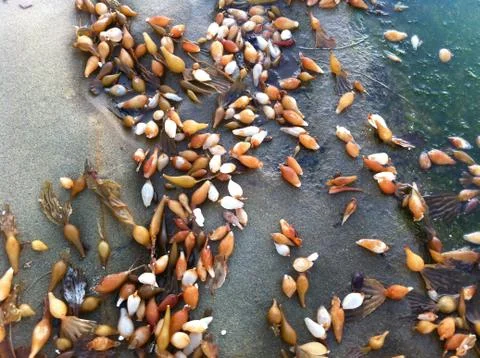 Sea buds Stock Photos