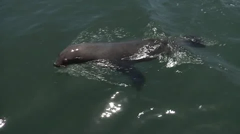 Sea calf.m2t Video stock 22030899