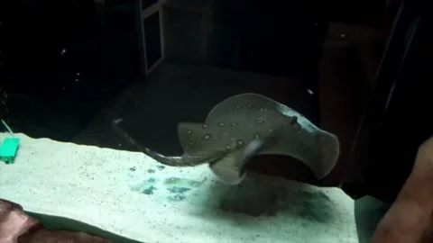 Sea ​​cat in the aquarium Stock Footage 164853094