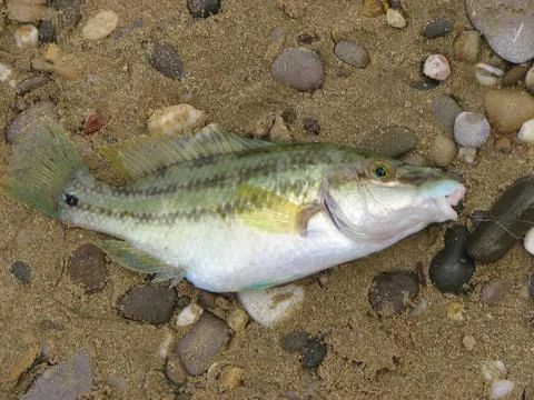 Sea-caught fish Stock Photos