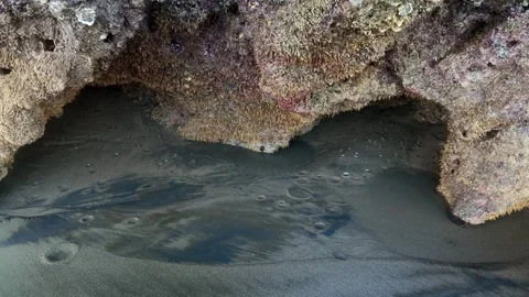 Sea Cave Cavity with Tide Bubbles on Black Sand Shore Stock Footage 345539711