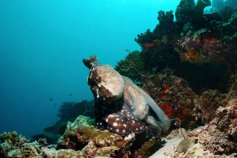 Sea chameleon Stock Photos