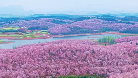 The sea of cherry blossoms in full bloom in aerial photography. Stock Footage 311749566
