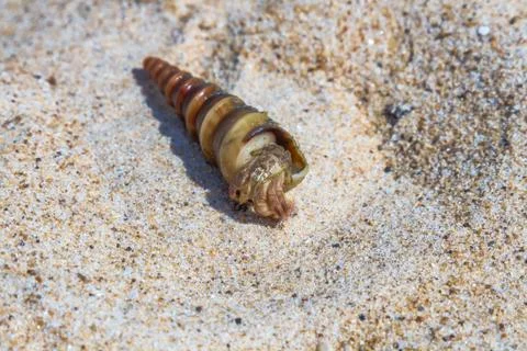 Sea clam shell Stock Photos