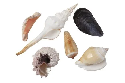 Sea clam shells Stock Photos