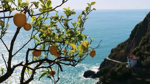 Sea, cliff and lemons in Cinque Terre, Liguria Italy Stock Footage
