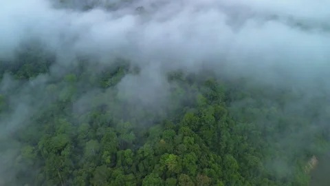 Sea of clouds over rainforest, Pahang, Malaysia Stock Footage 342780191