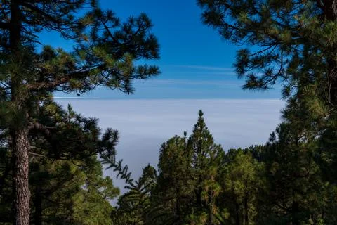Sea of clouds through the pine tree forest, long exposure Stock Photos