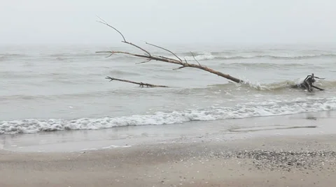 Sea coast after storm with tree in it Stock Footage 36740931