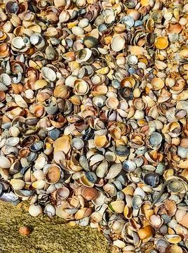 The sea coast, covered with shells. Stock Photos