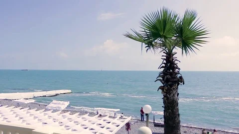 Sea coast with palm tree on the foreground. Stock-Footage 76431383