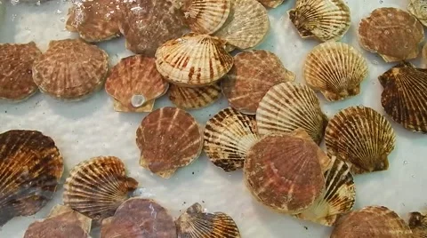 Sea cockleshell Stock Footage 46874842