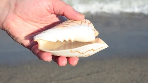 Sea cockleshell in a hand. Beach. Stock Footage 76783624