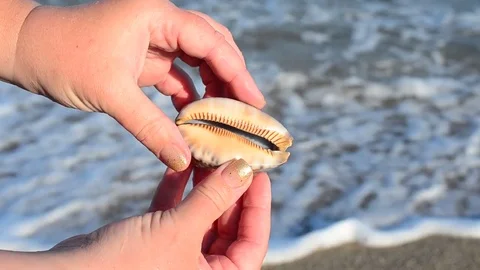 Sea cockleshell in a hand. Beach. Stock Footage 76783640