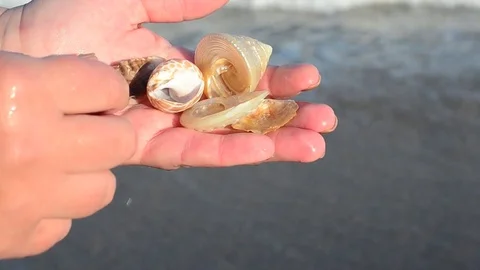 Sea cockleshell in a hand. Beach. Stock Footage 76783654