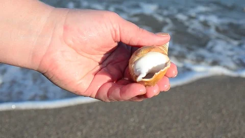 Sea cockleshell in a hand. Beach. Stock Footage 76783661