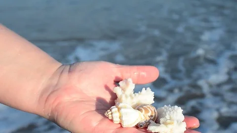 Sea cockleshell in a hand. Beach. Stock Footage 76783674