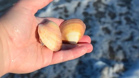 	Sea cockleshell in a hand. Beach. Stock Footage 76783675