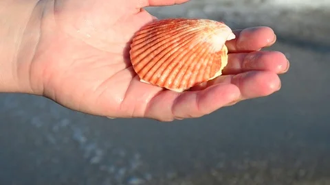 Sea cockleshell in a hand. Beach. Stock Footage 76783685