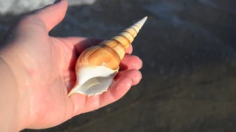 Sea cockleshell in a hand. Beach. Stock Footage 76783688