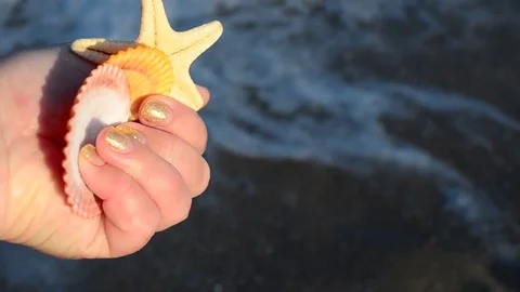 Sea cockleshell in a hand. Beach. Stock Footage 76783700