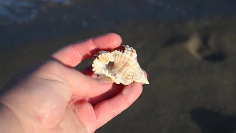 Sea cockleshell in a hand. Beach. Stock Footage 76783718