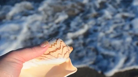 Sea cockleshell in a hand. Beach. Stock Footage 76783721