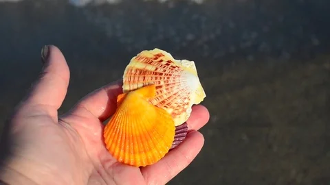 Sea cockleshell in a hand. Beach. Stock Footage 76783722